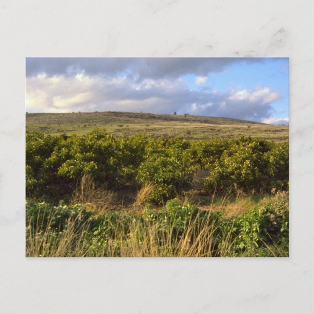 Golan Heights Vykort (Framsida)