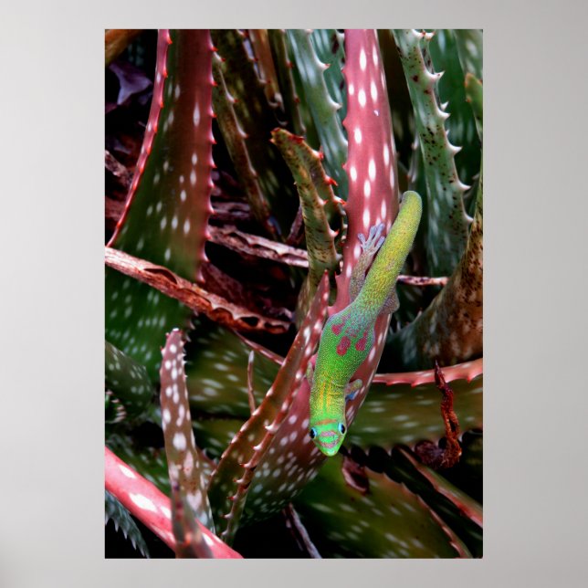Gold Dust Day Gecko Poster (Framsidan)