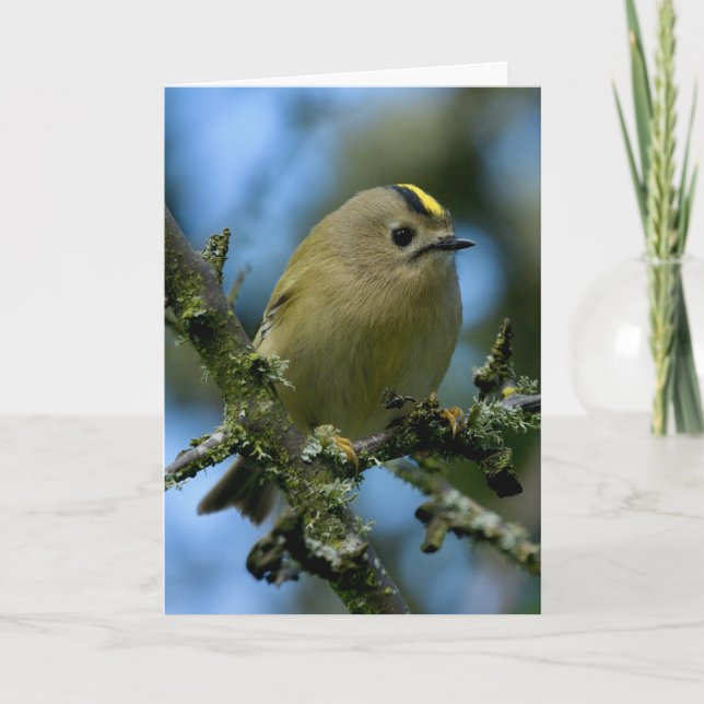 Goldcrest i skogskort kort (Framsida)