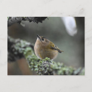 Goldcrest Vykort