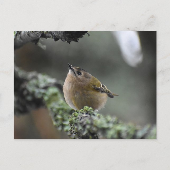 Goldcrest Vykort (Framsida)
