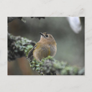 Goldcrest Vykort