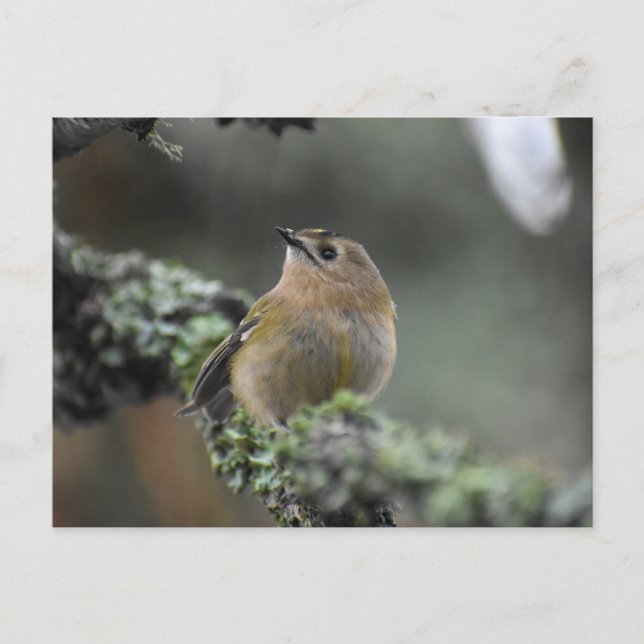 Goldcrest Vykort (Framsida)