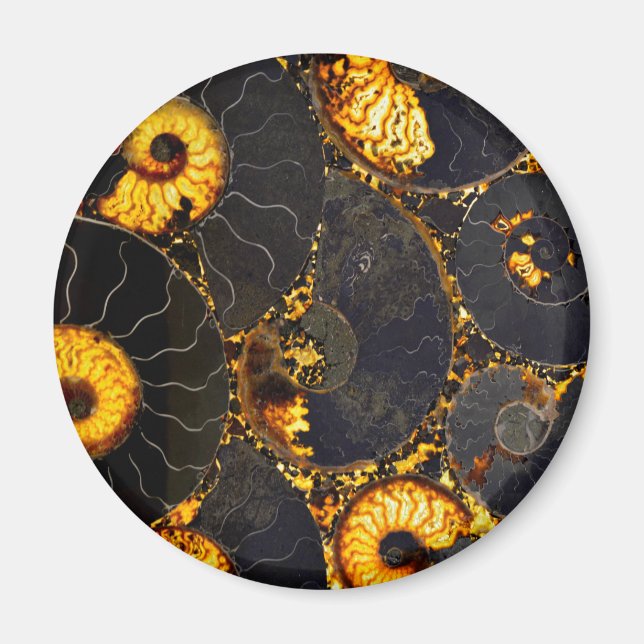 Golden Amber Black Nautilus snäcka mönster, fossil Magnet (Framsidan)