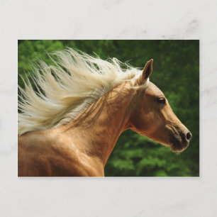 Golden Ambers Vykort