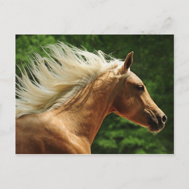 Golden Ambers Vykort (Framsida)