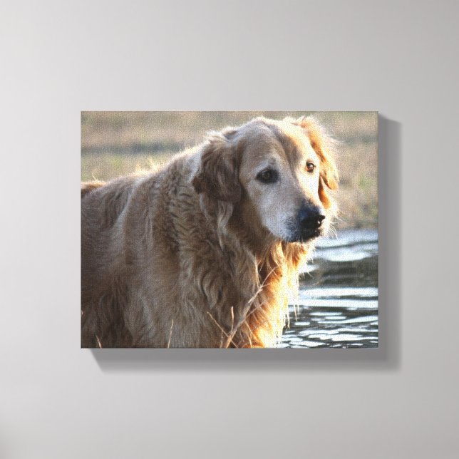 Golden Angel (Golden Retriever) Canvastryck (Framsida)