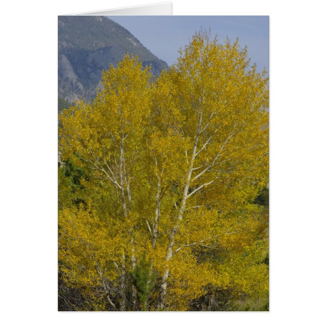 Golden Aspen Card Hälsningskort (Framsidan)