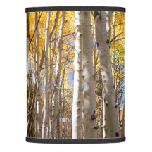 Golden Aspen Träd
