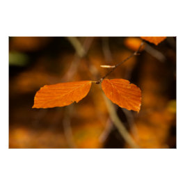Golden autumnal leafy scen perfect poster