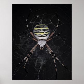 Golden Banded Garden Spider | Spider Älskare Gift Poster