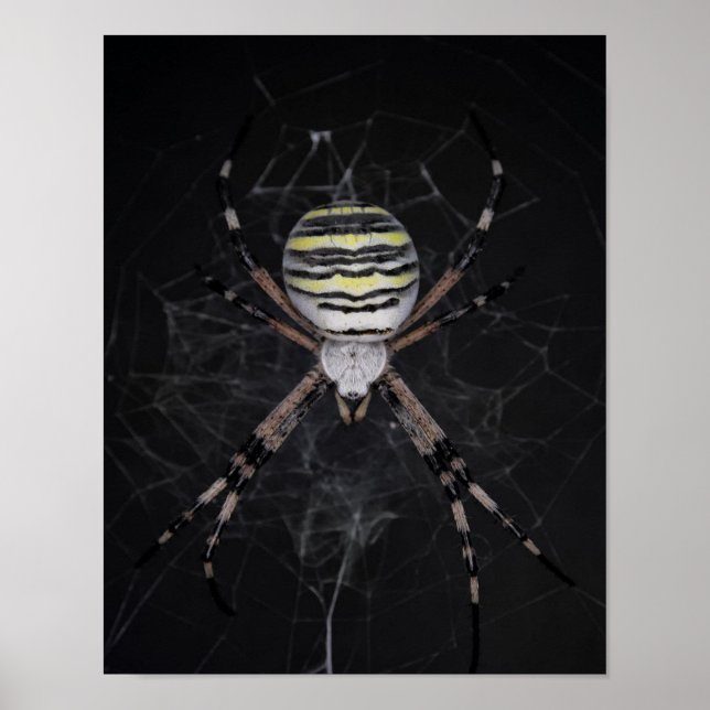 Golden Banded Garden Spider | Spider Älskare Gift Poster (Framsidan)
