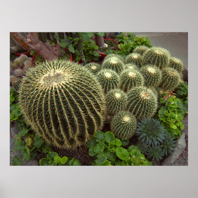 GOLDEN BARREL CACTI POSTER (Framsidan)