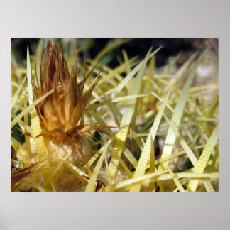 Golden Barrel Cactus Flower, tryck