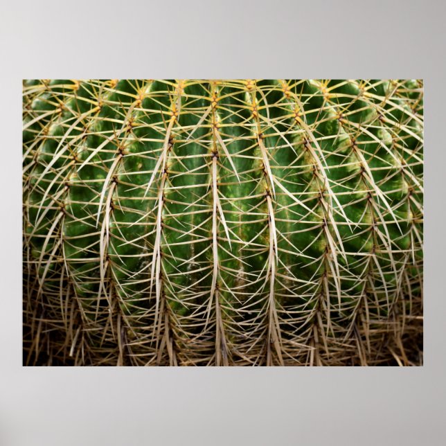 Golden Barrel Cactus Poster (Framsidan)