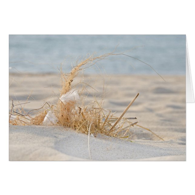 Golden Beach Grass and Feather Hälsningskort (Framsidan Horizontal)