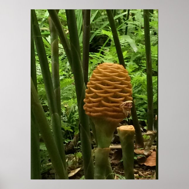 Golden Beehive Ginger Plant Poster (Framsidan)