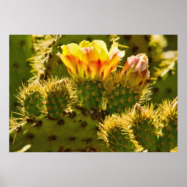 Golden Bloom Poster (Framsidan)
