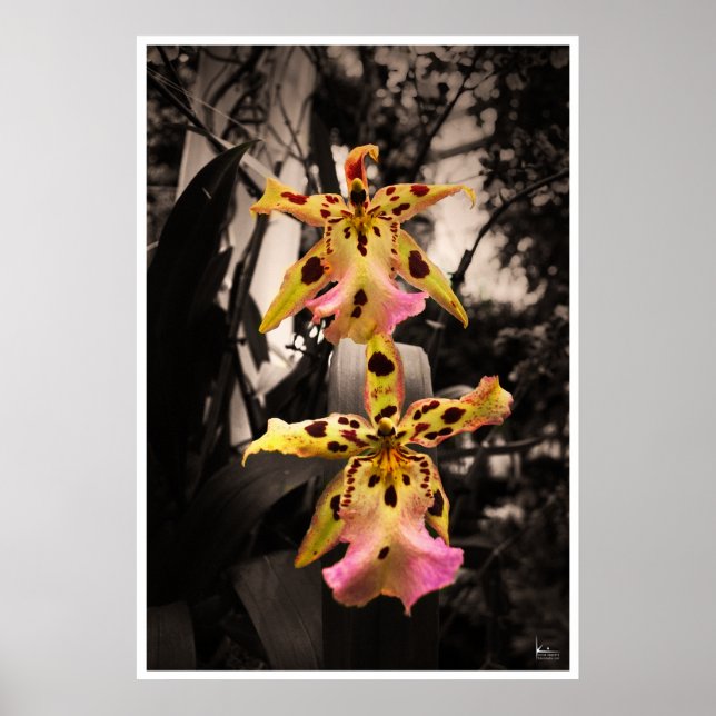 Golden Buddha Orchids Poster (Framsidan)