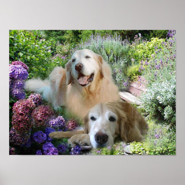 Golden Buddies Poster (Framsidan)