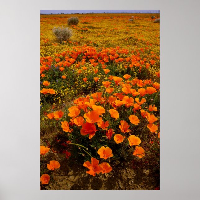 Golden California Poppies Poster (Framsidan)