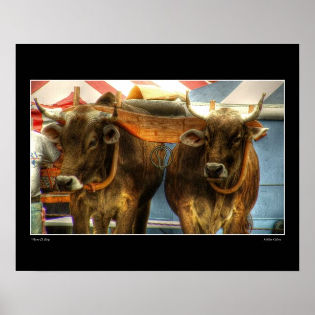 Golden Calves Poster (Framsidan)