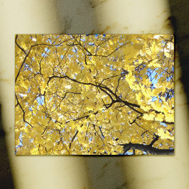Golden Canopy-vykort Vykort