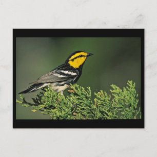 Golden-Cheeked Warbler Vykort