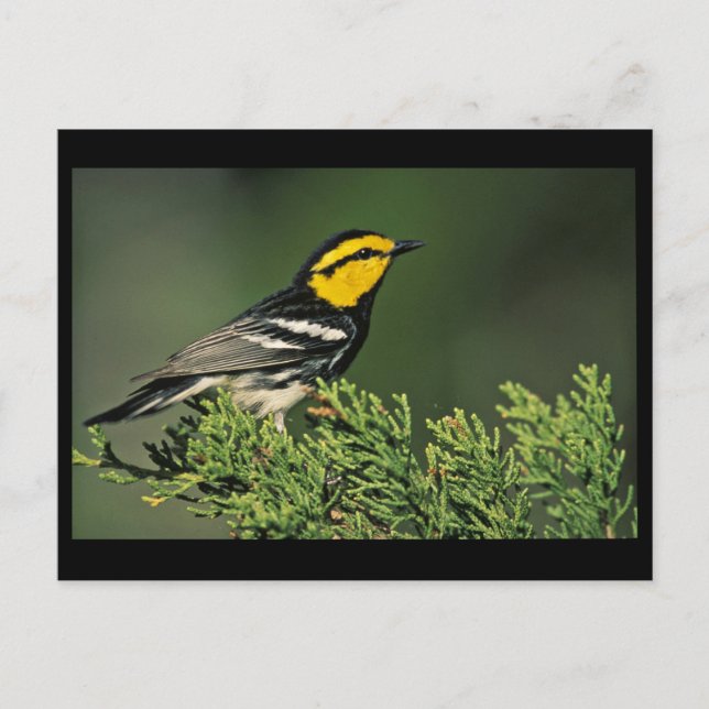 Golden-Cheeked Warbler Vykort (Framsida)