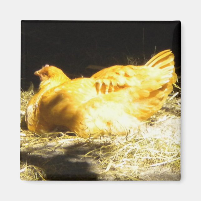 Golden Chicken magnet (Framsidan)