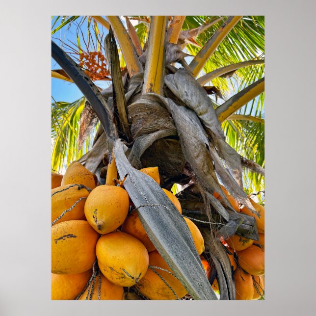 Golden Coconuts Poster (Framsidan)
