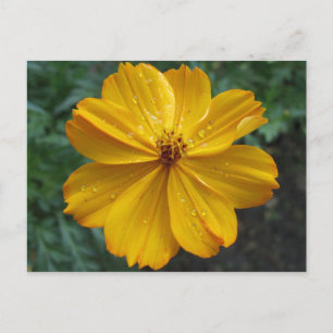 Golden Cosmos Vykort