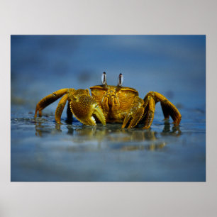 Golden Crab by Sea Print Poster