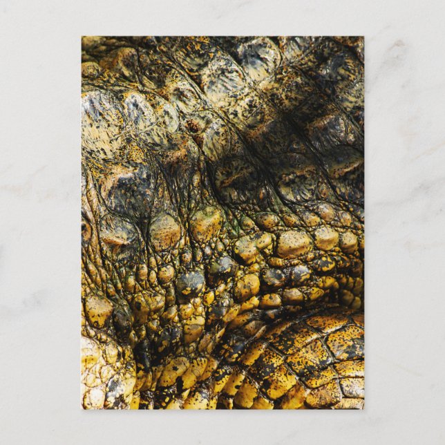 Golden Crocodile Skin Texture Close Up Meddelande Vykort (Framsida)