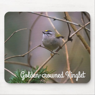 Golden-Crowned Kinglet Musmatta