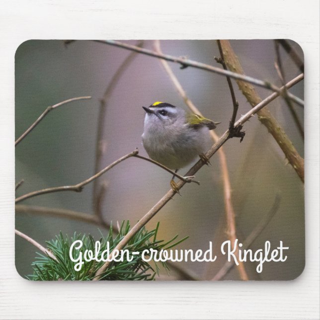 Golden-Crowned Kinglet Musmatta (Framsidan)