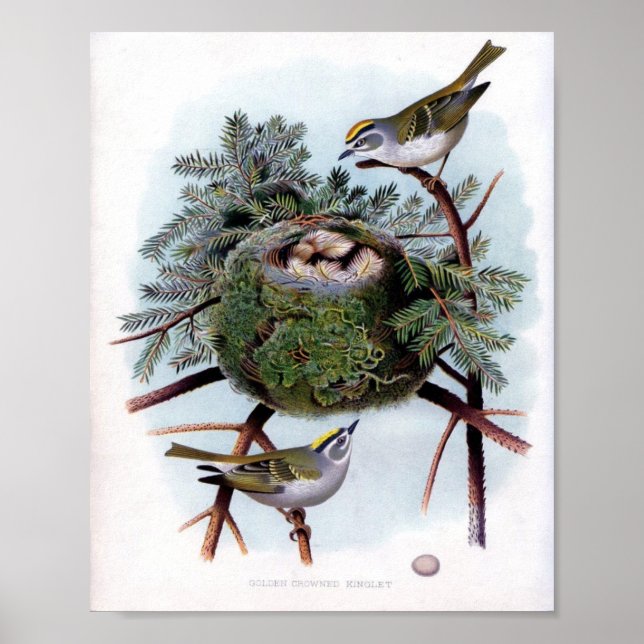 Golden Crowned Kinglet Poster (Framsidan)