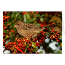 Golden-Crowned Sparrow på Scarlet Firethorn