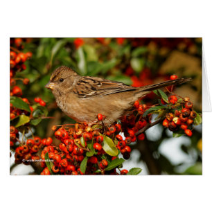 Golden-Crowned Sparrow på Scarlet Firethorn Hälsningskort