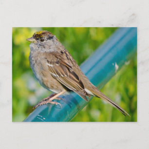 Golden Crowned Sparrow Vykort