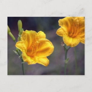 Golden Daffodil-vykort Vykort
