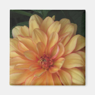 Golden Dahlia Magnets Magnet