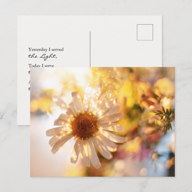 Golden daisy with universal spiritual message vykort (Fram/baksida)