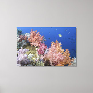Golden Damselfish (Amblyg lyphidodon aureus) Canvastryck