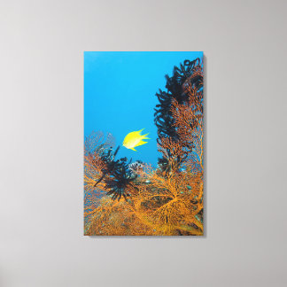 Golden Damselfish (Amblyg lyphidodon aureus) Canvastryck