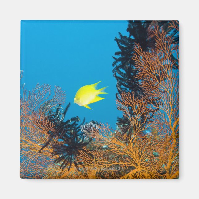 Golden Damselfish (Amblyg lyphidodon aureus) Magnet (Framsidan)