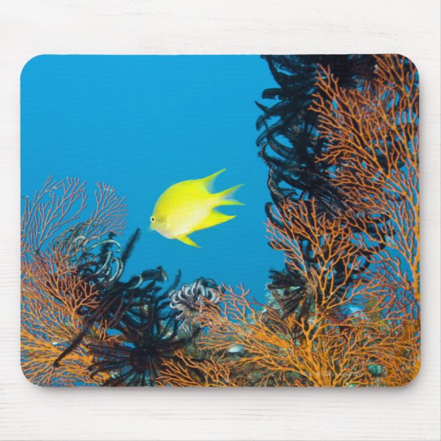 Golden Damselfish (Amblyg lyphidodon aureus) Musmatta (Framsidan)