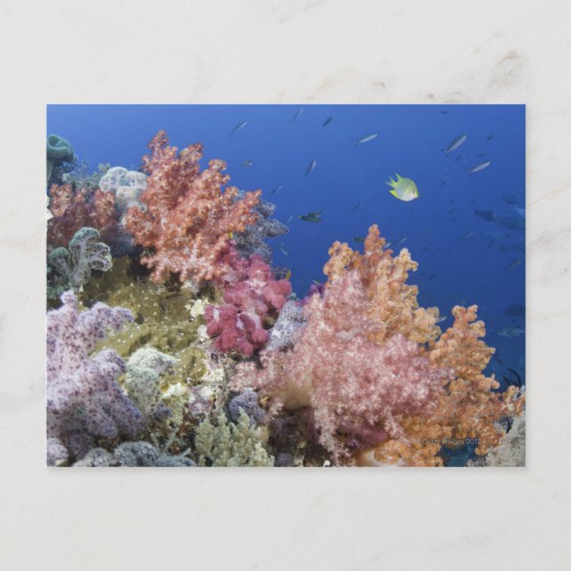 Golden Damselfish (Amblyg lyphidodon aureus) Vykort (Framsida)