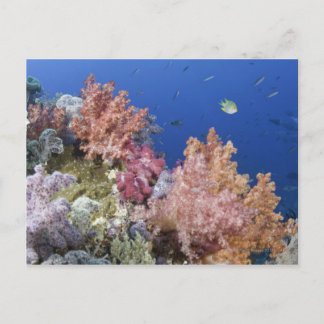Golden Damselfish (Amblyg lyphidodon aureus) Vykort