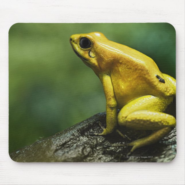 Golden Dart Frog Musmatta (Framsidan)